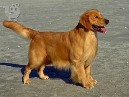 PoulaTo: ΓΚΟΛΝΤΕΝ ΡΙΤΡΙΒΕΡ ΚΑΘΑΡΟΑΙΜΟ ΚΟΥΤΑΒΑΚΙ